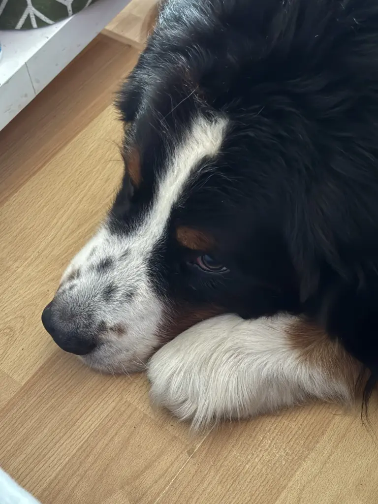 Andachtsbild von Alexandra