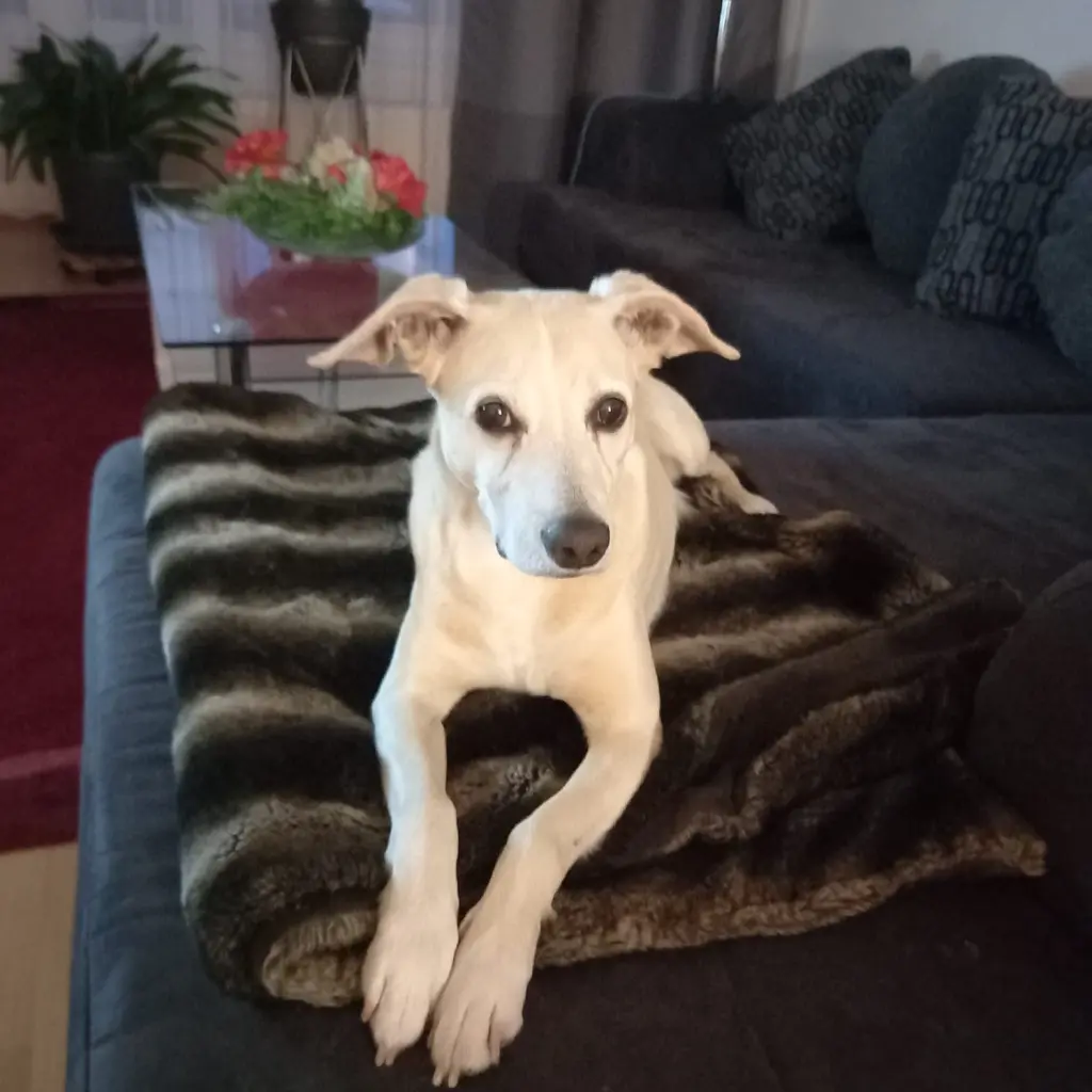 Andachtsbild von Danylo Maslyak