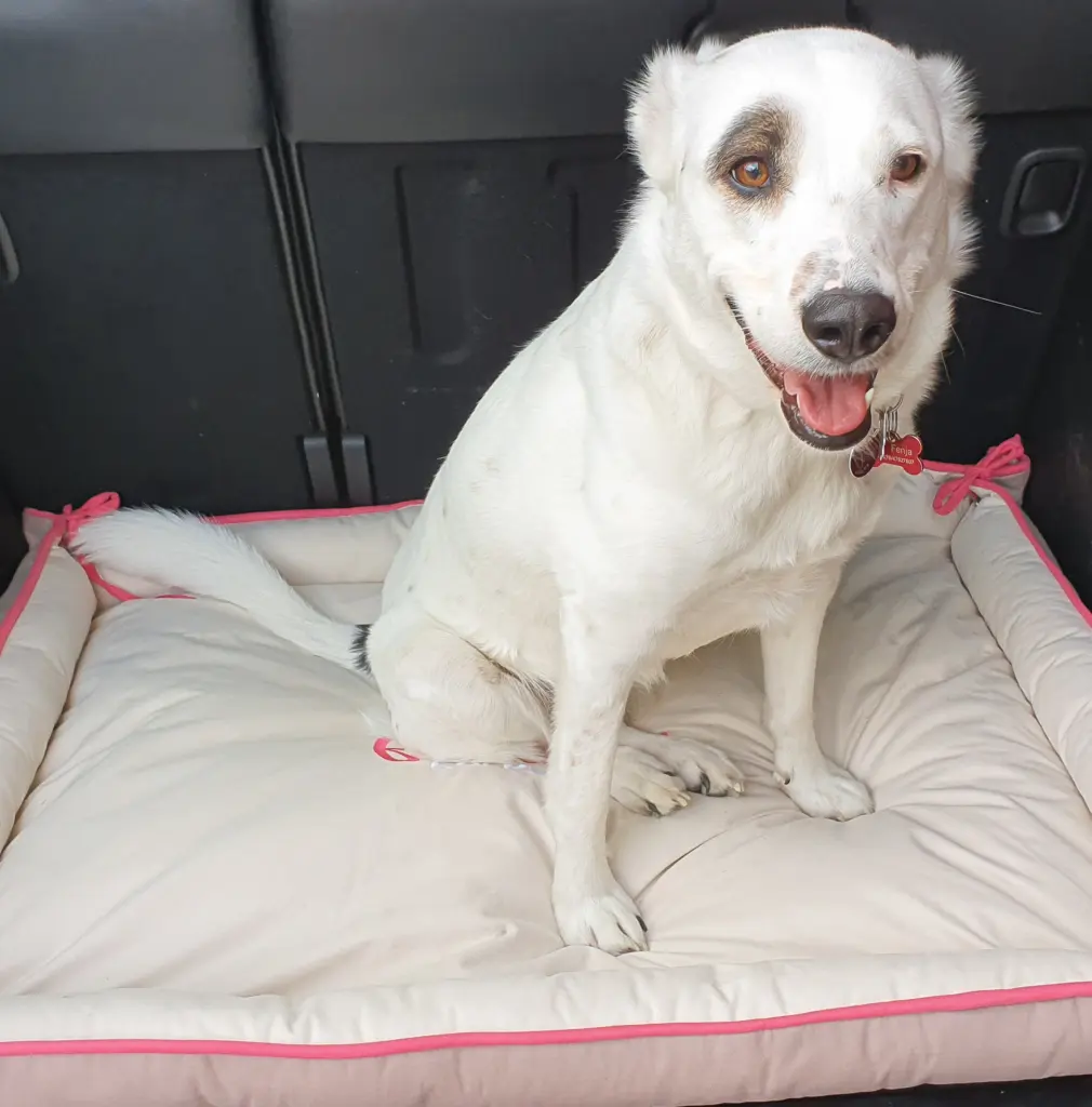 Einweihung ihres Kissen fürs Auto und das Mitfahren hat sie geliebt