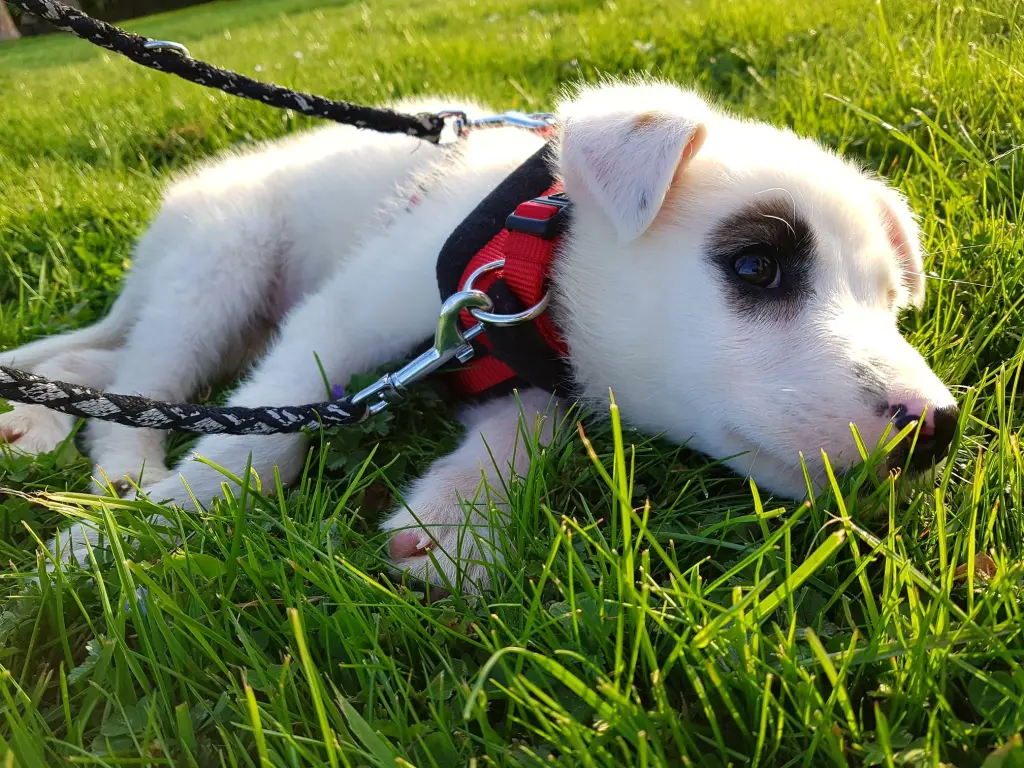 bei ihrem ersten großen Gassi gehen
