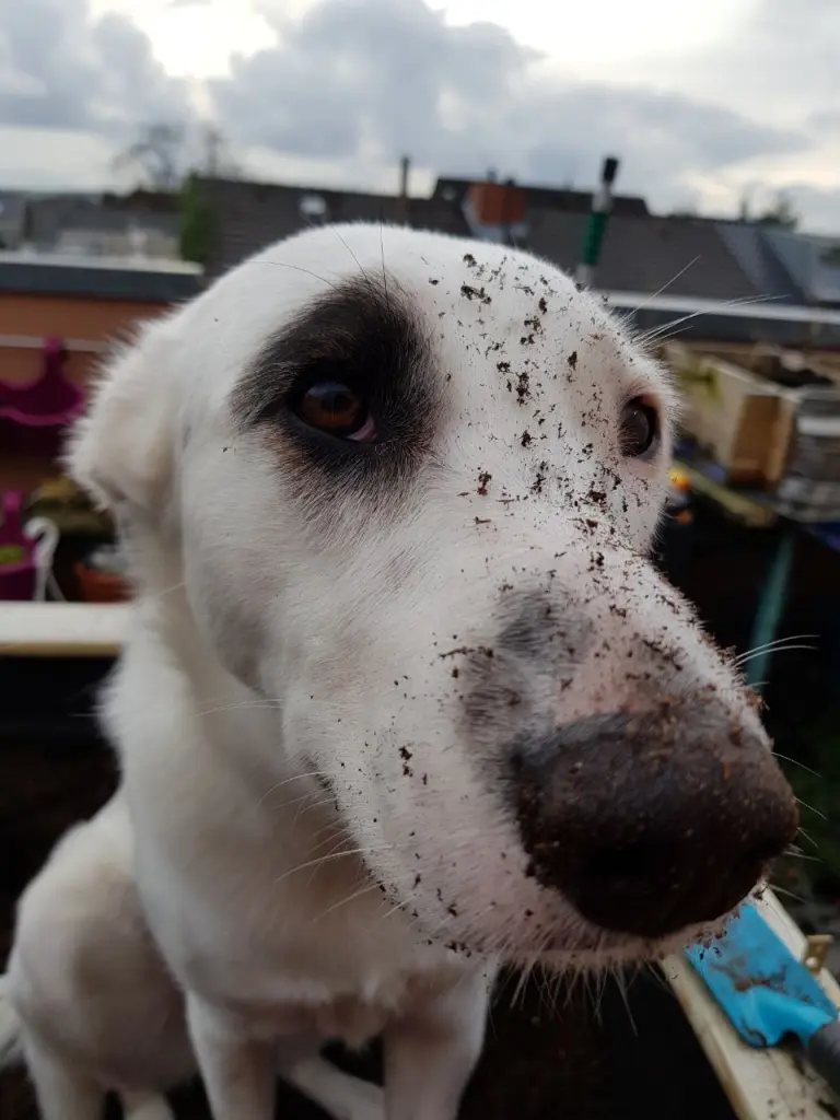 mit Frauchen die Hochbeete bearbeiten