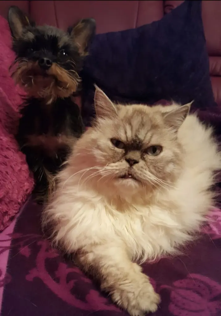 Andachtsbild von Susanne mit Teddy und Gucci im 🩷