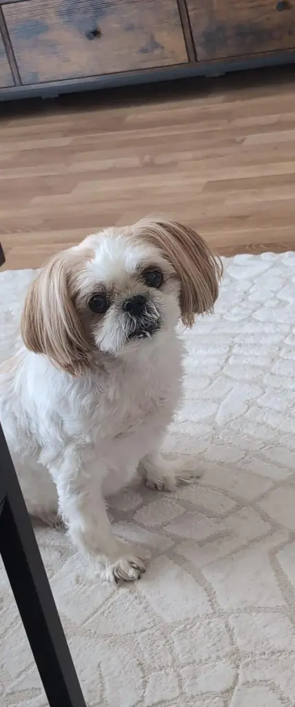 Andachtsbild von Anja mit Missy ❤️