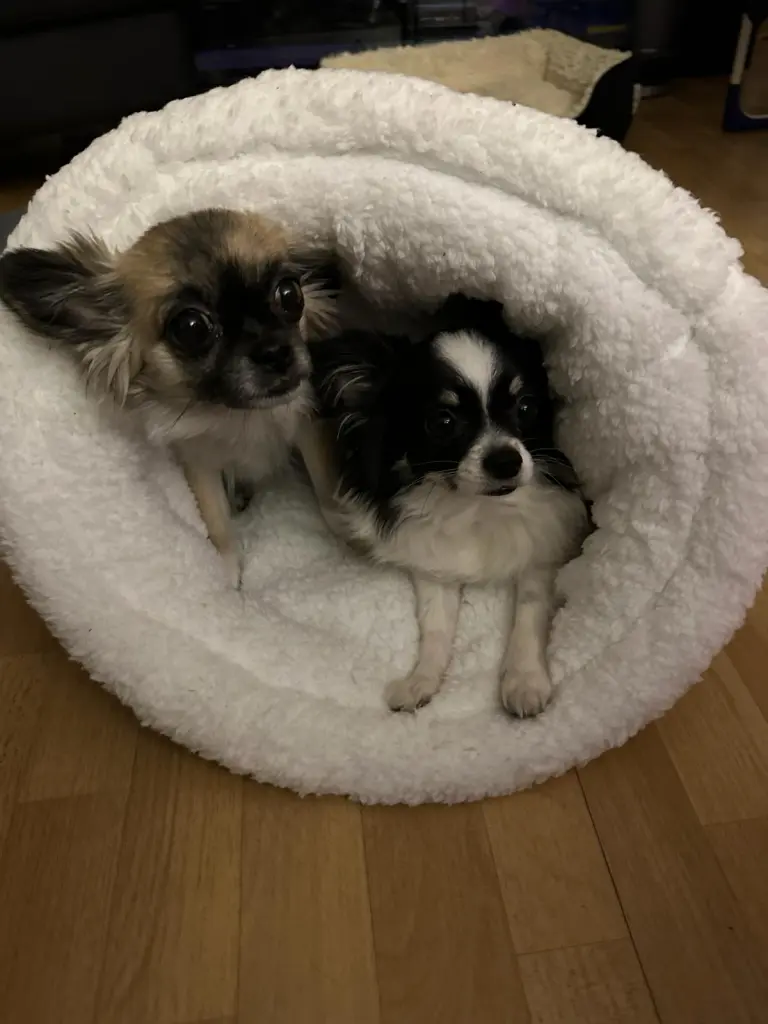 Andachtsbild von Familie Schmiedeberg aus Berlin