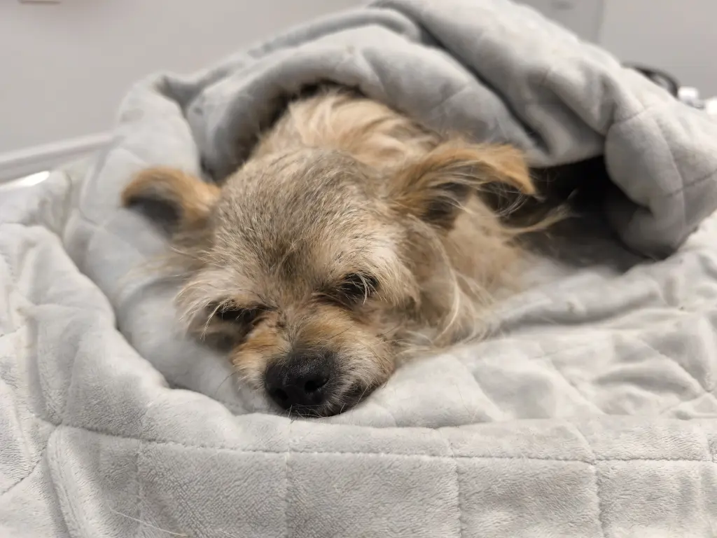 Gute Reise süße Fellnase 🌈🖤💔🐾🙏