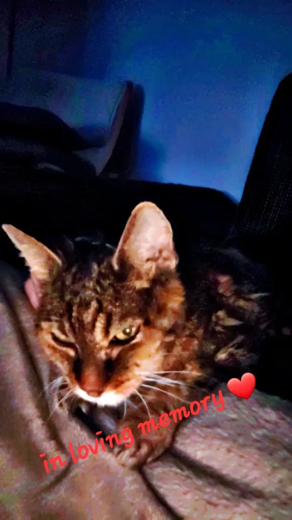 Das letzte Bild von dir