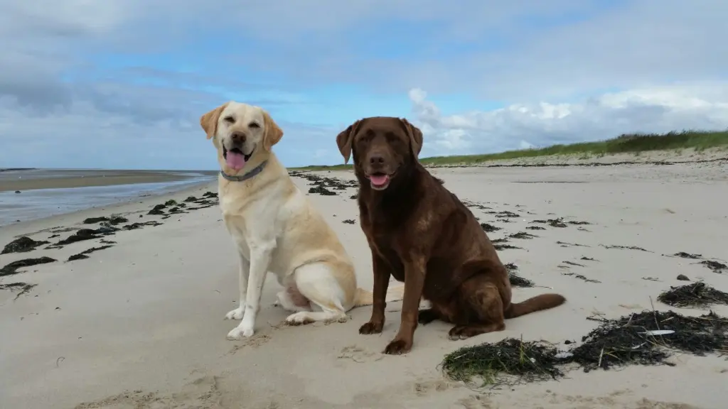 Andachtsbild von Elisabeth