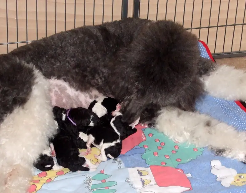 Andachtsbild von Ellen