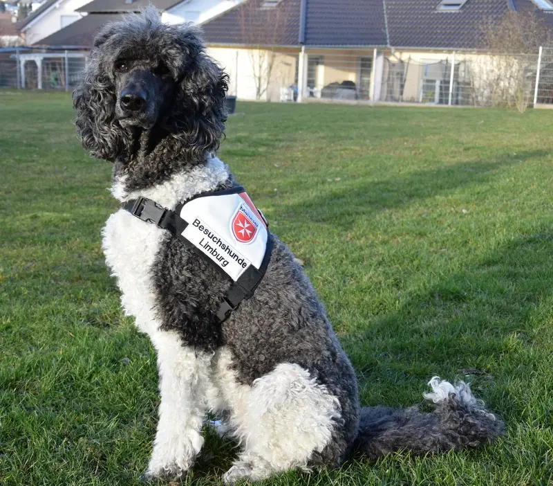 Im Ausbildungs-
geschirr