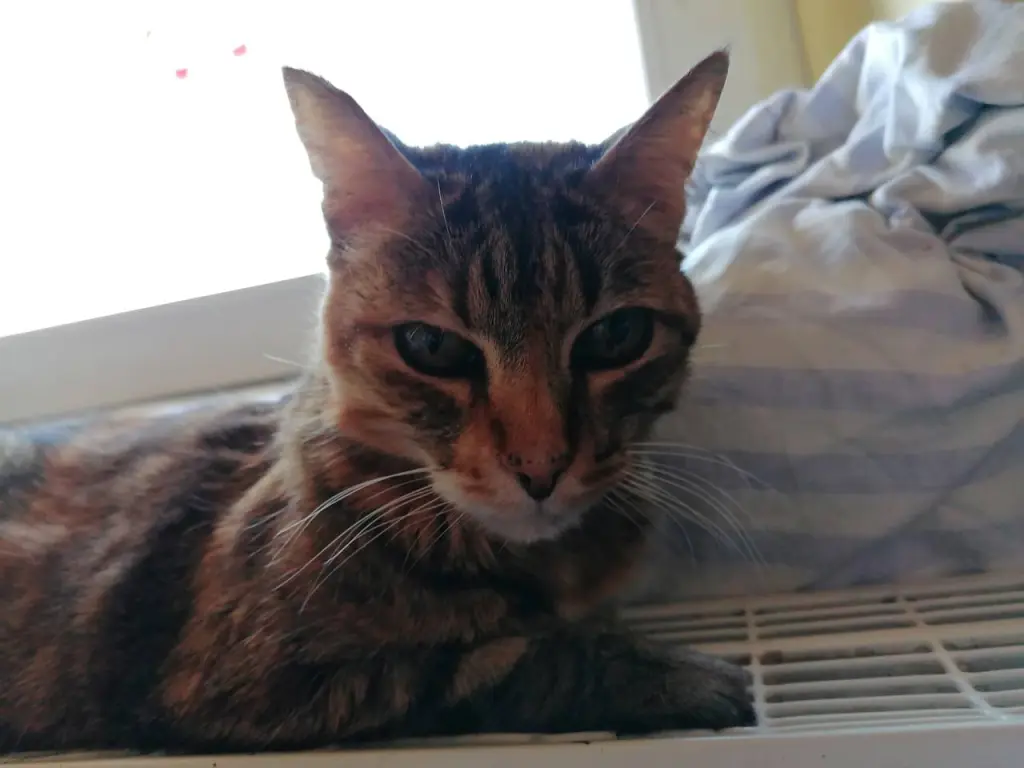 Andachtsbild von Ingo Henkel