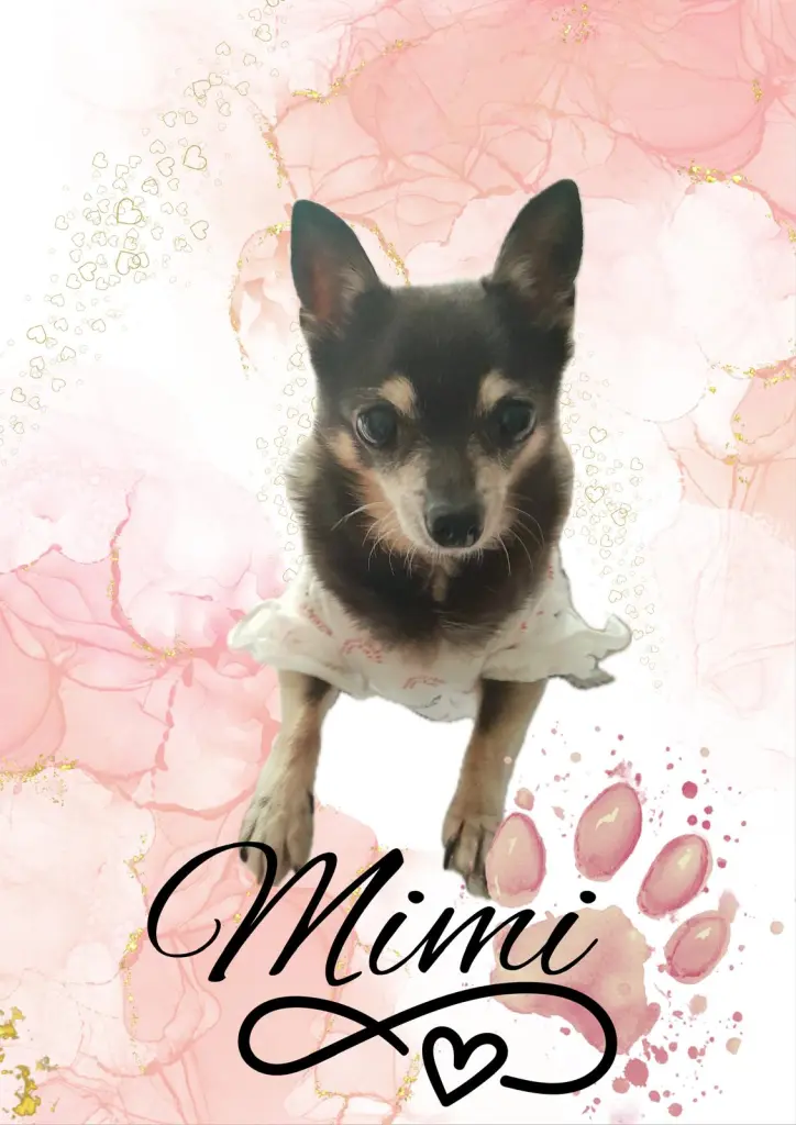 Image from Mimi