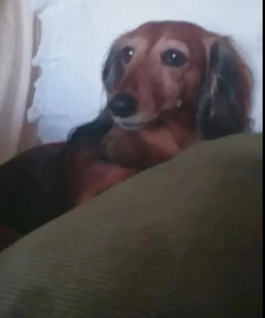 Condolence image of 🕯️Ein ewiges Licht für Lina ♥️