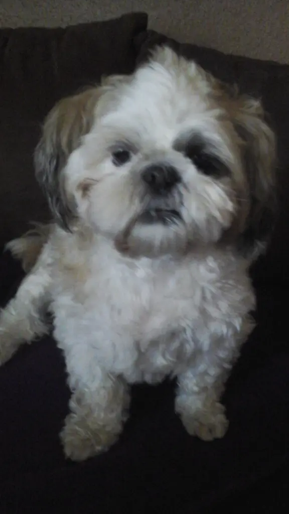 Image from Gismo