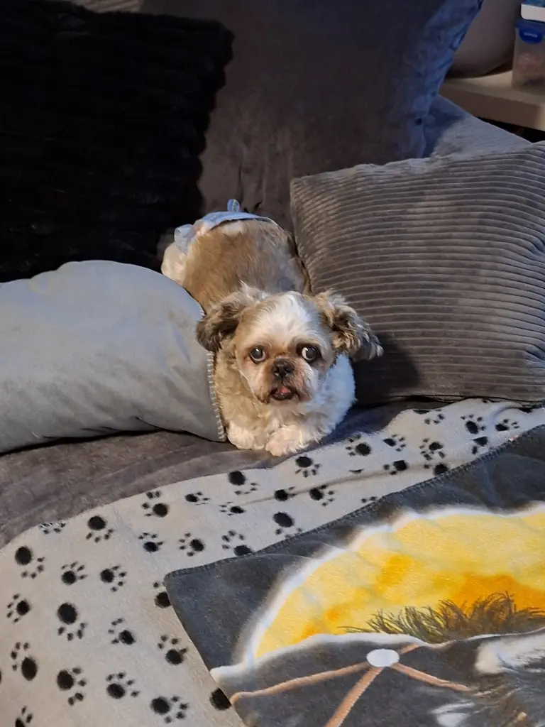 Couchpotato