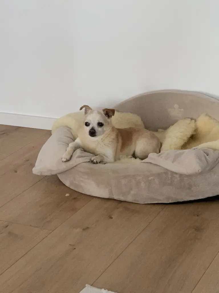 Andachtsbild von Iris