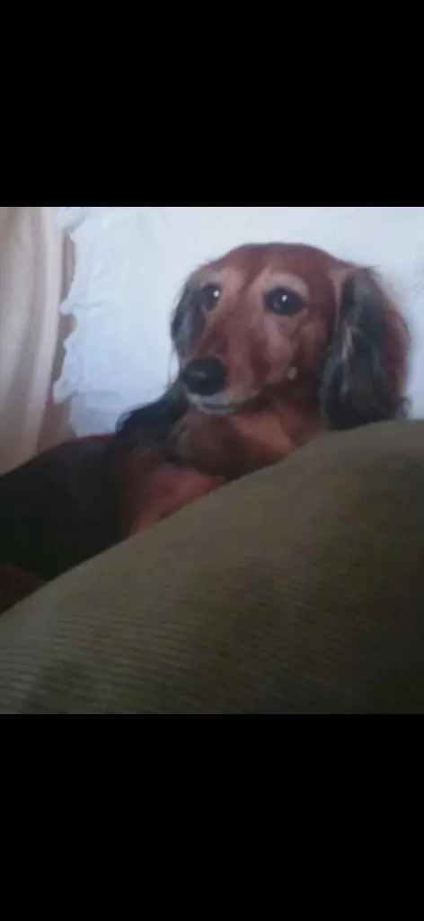 Andachtsbild von 🌹