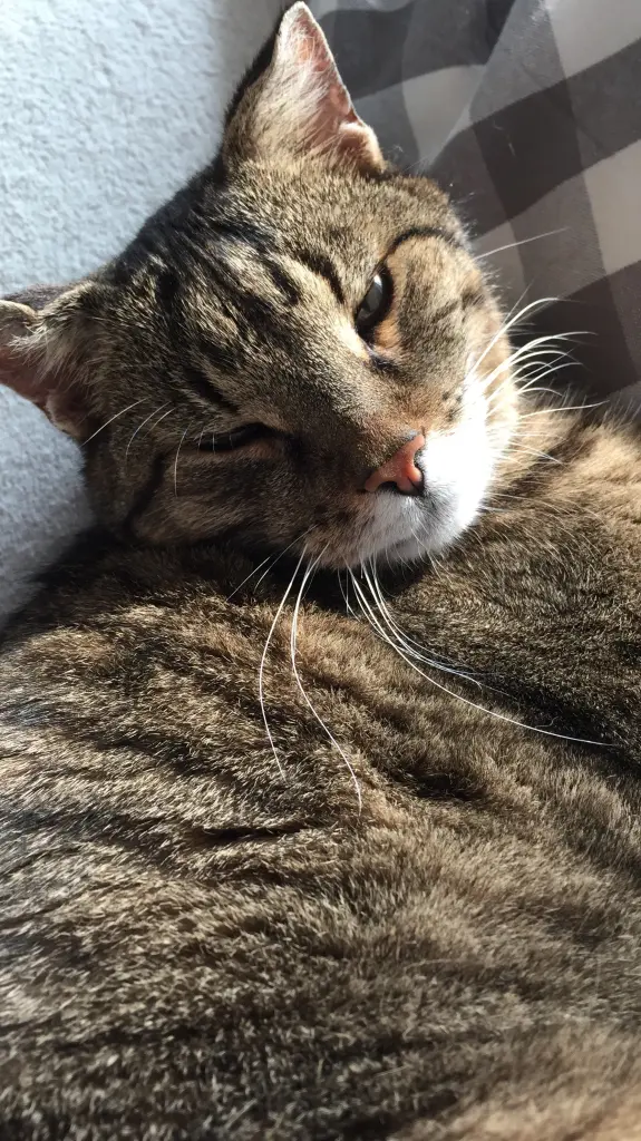 Image from Tiger