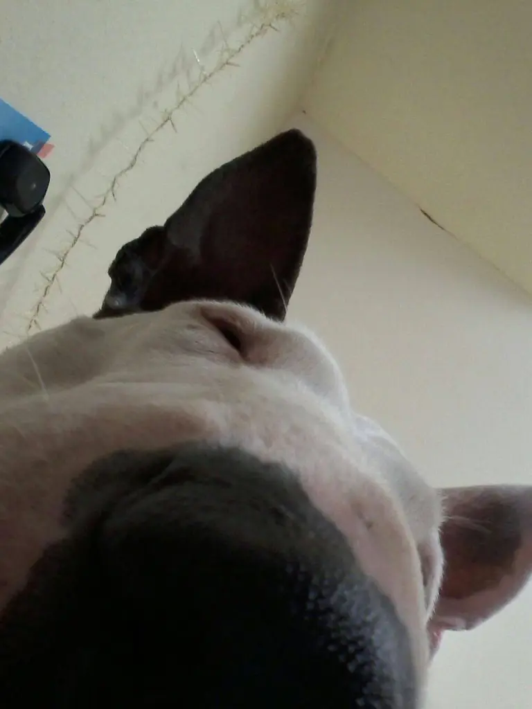 Andachtsbild von Tanja und Chris mit Milli im <3