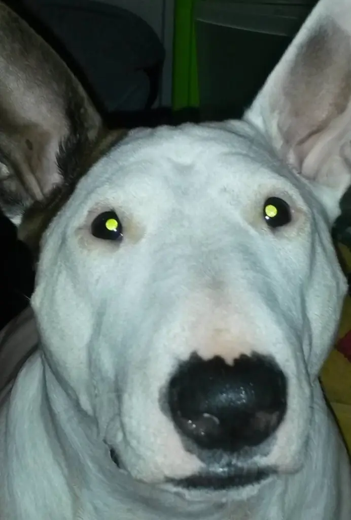 Bild von Milli - Mäuschen