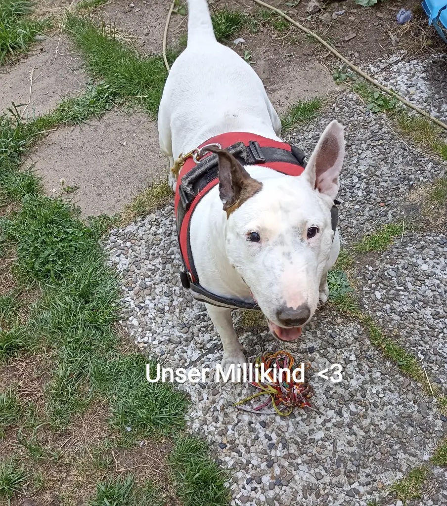 Bild von Milli - Mäuschen