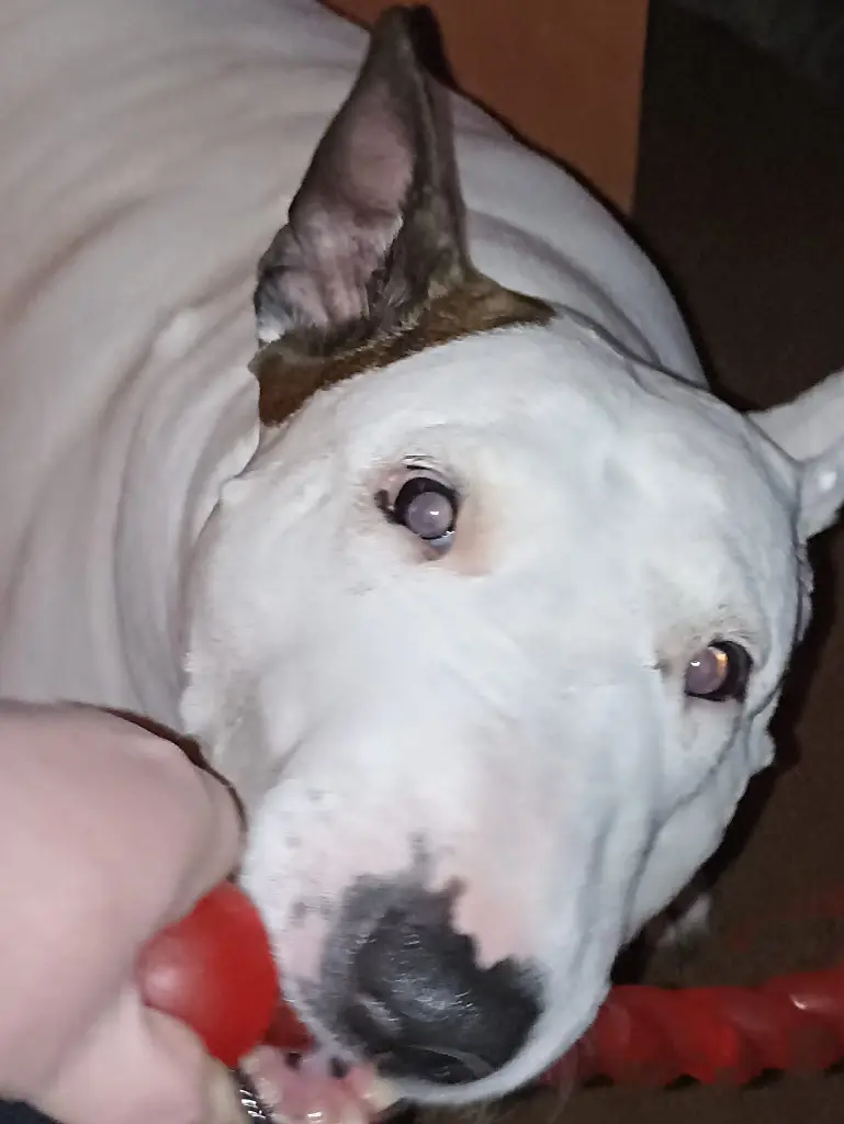 Bild von Milli - Mäuschen