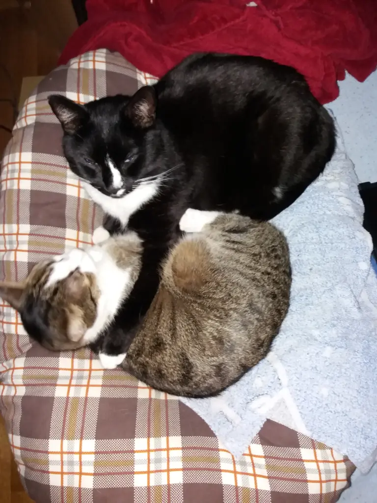 ❤️ Große Liebe❤️