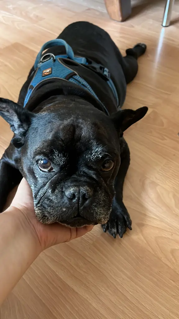 Andachtsbild von Saribas Meryem