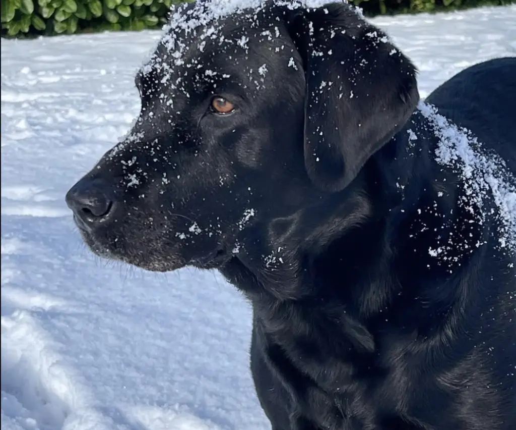 Andachtsbild von Julian