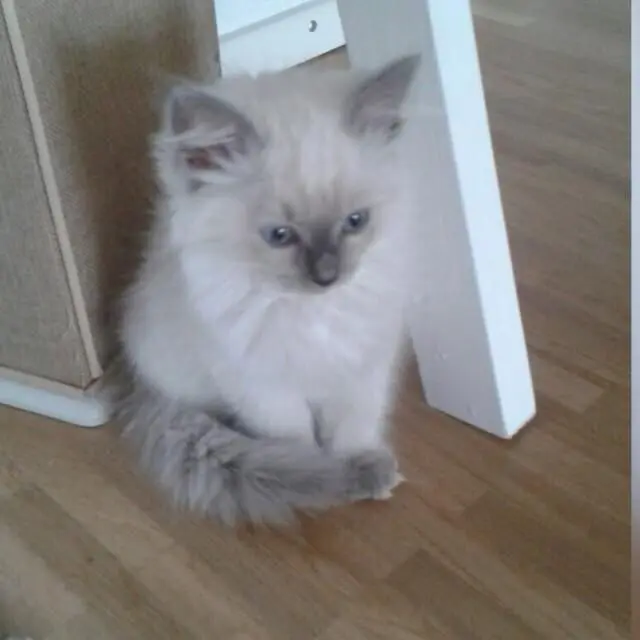 Andachtsbild von Noah Bazooband