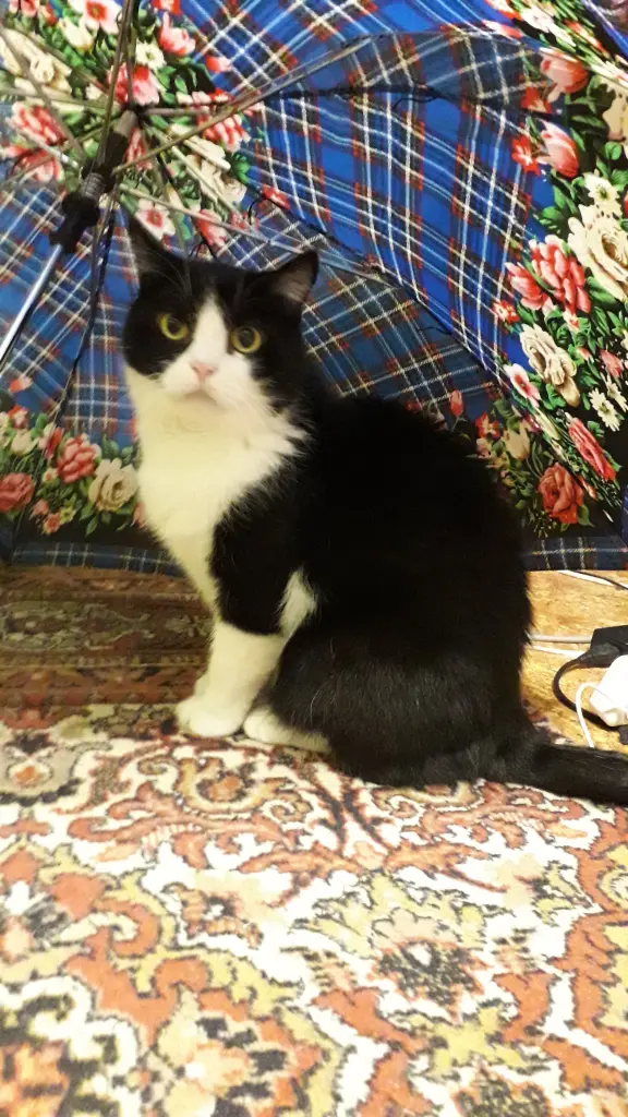 Andachtsbild von Valentyna Ivanova