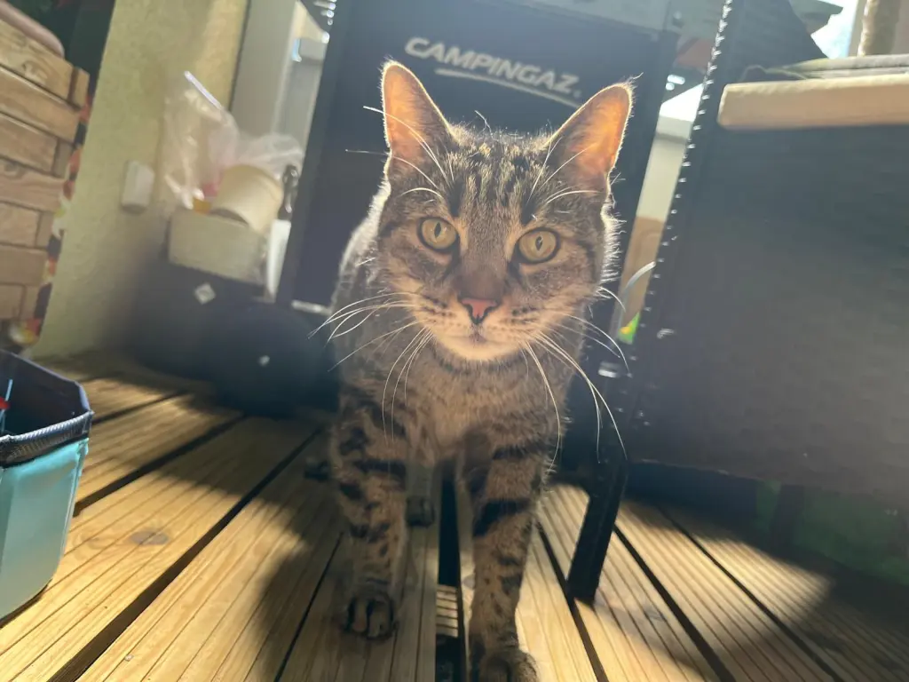 Andachtsbild von Christian Süßenbach