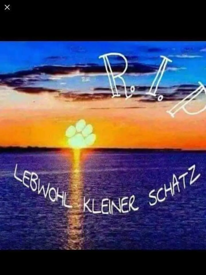 Andachtsbild von Irene mit JIMMY im Herzen ❤️ Gute Reise zu den Sternen ☆