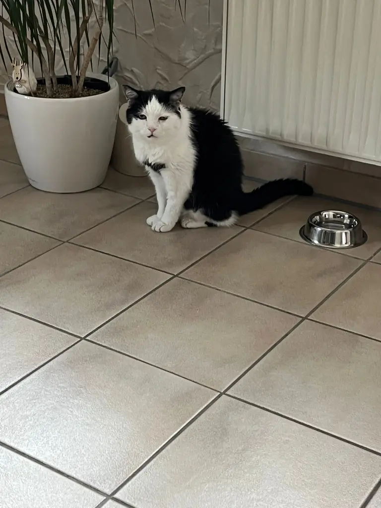 Nein, ich habe nicht an der Palme genascht