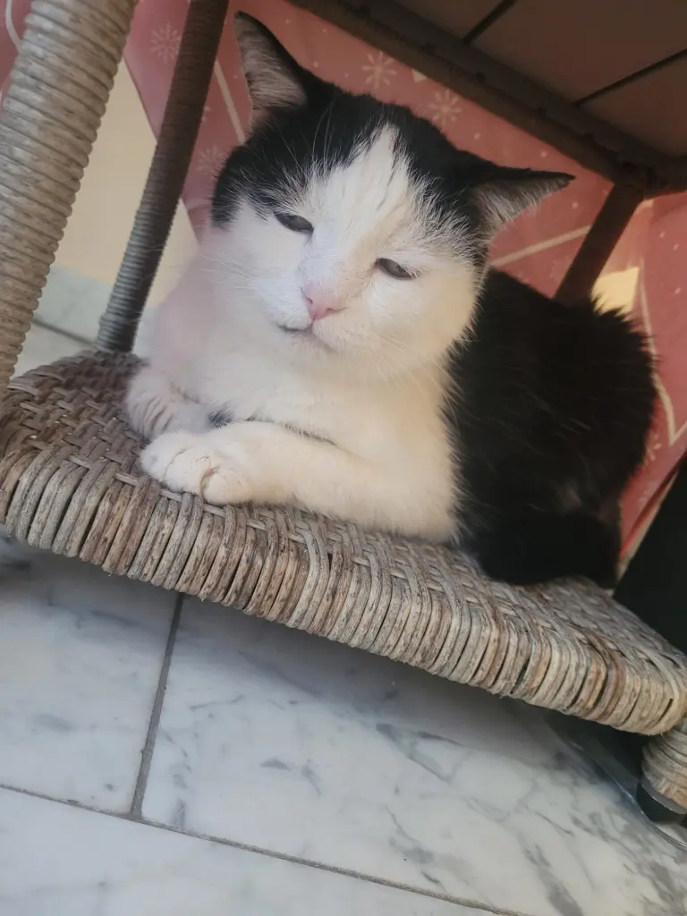 Versteckt unter dem Weihnachtsbaum