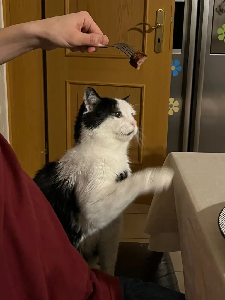 Ich will auch was vom Menschenessen