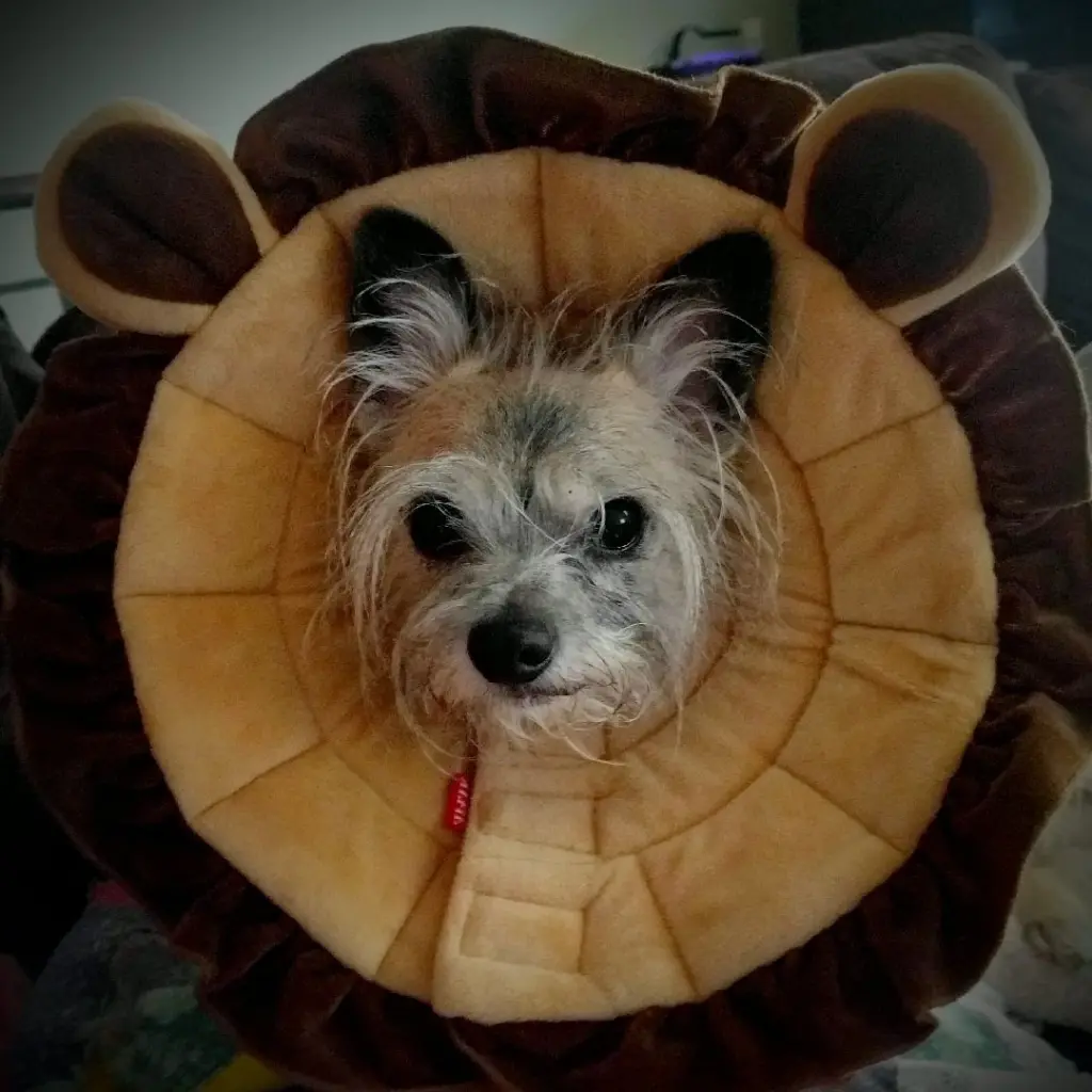 Lion Mochi