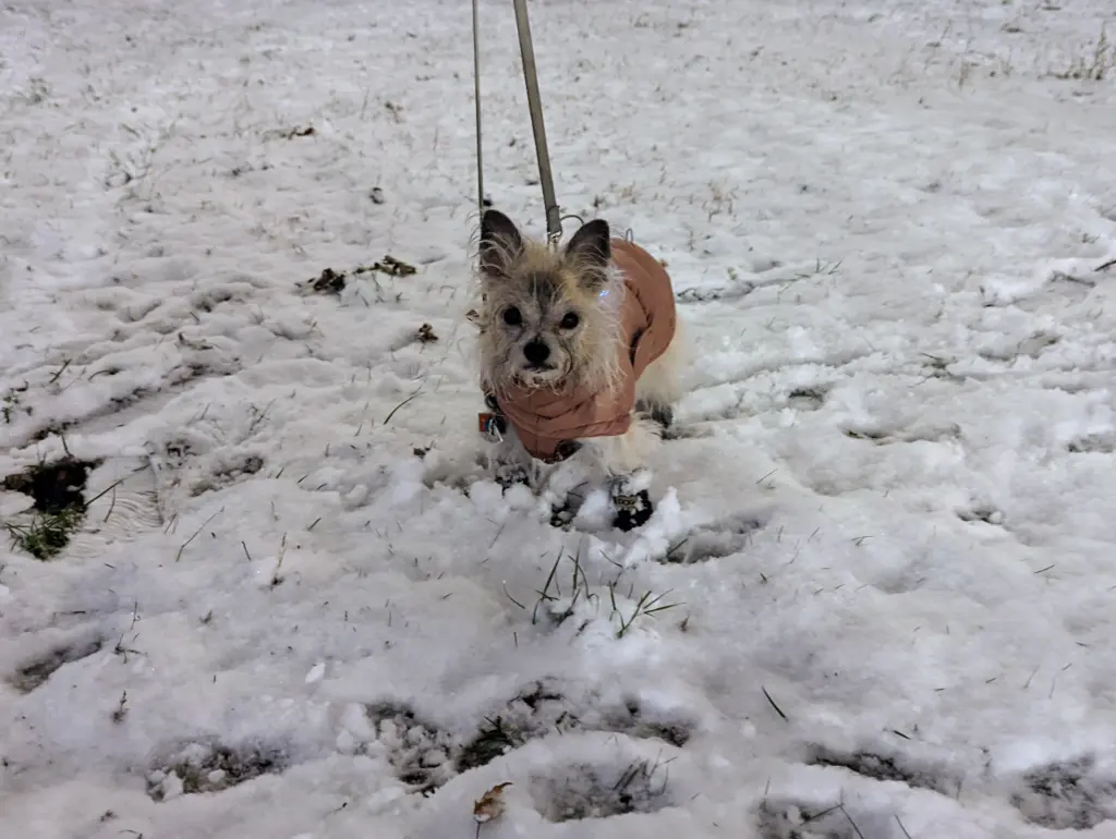 Mochi's First Snow