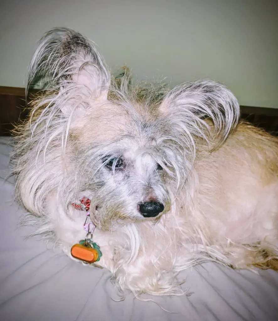 Mochi's Feathery Fringe