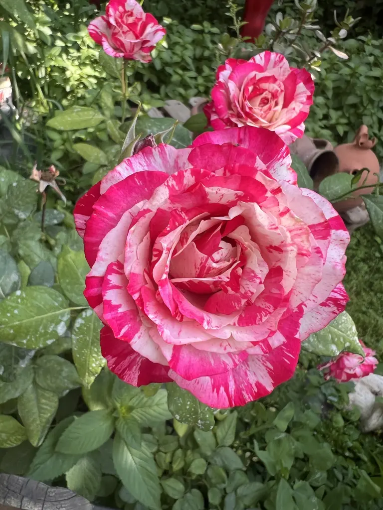 Andachtsbild von Louisa