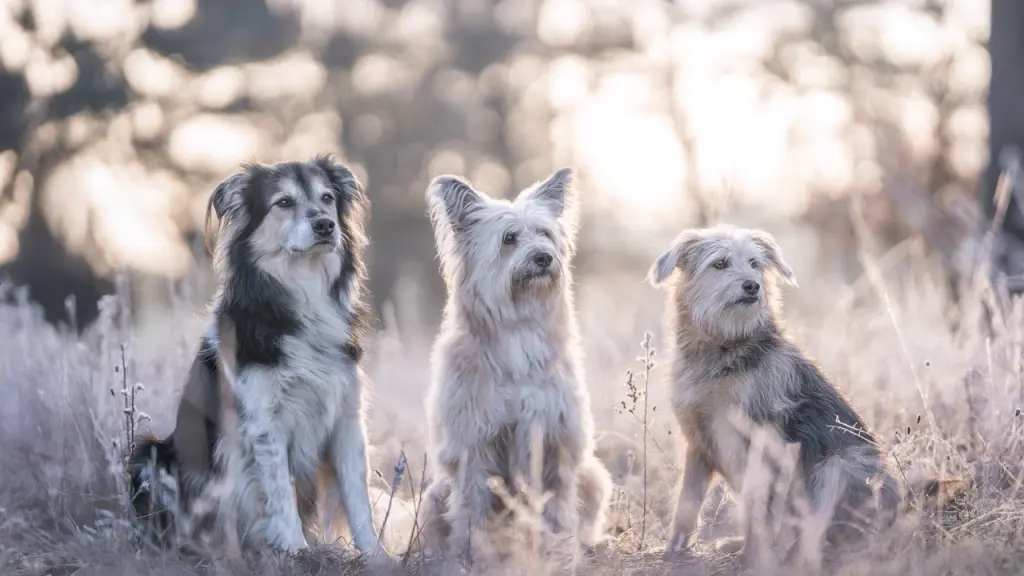 Die anderen beiden vermissen dich auch