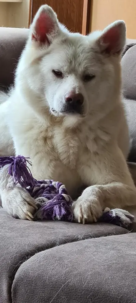 Andachtsbild von Lynn