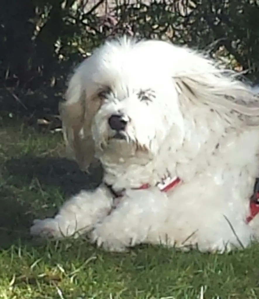 Condolence image of Jasmin mit Banyara tief im Herzen 