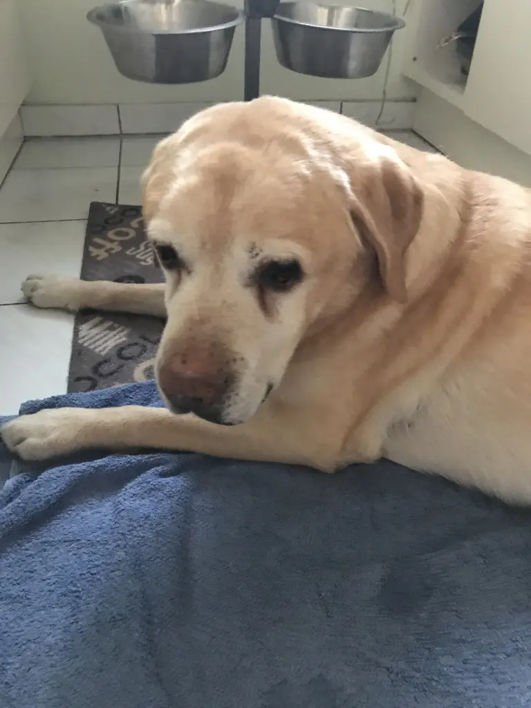 Condolence image of Elzbieta mit Max im Herzen 