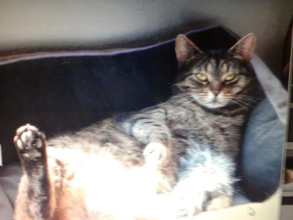 Image from Cleo