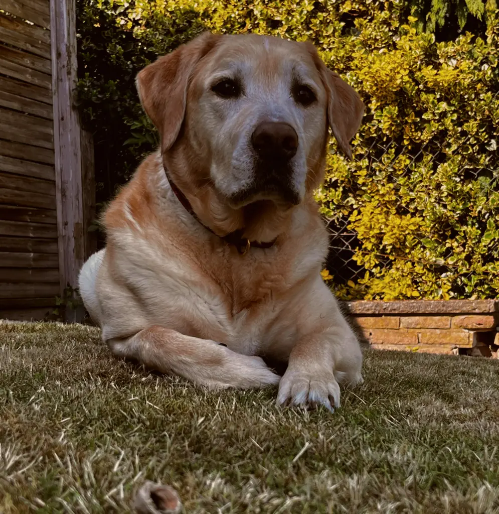 Du warst so ein Hübscher Bursche