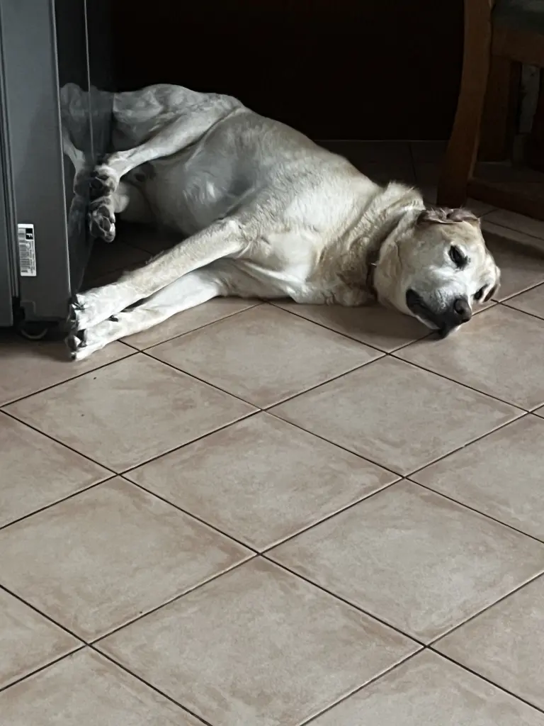 Zum Lachen hast du uns immer gebracht