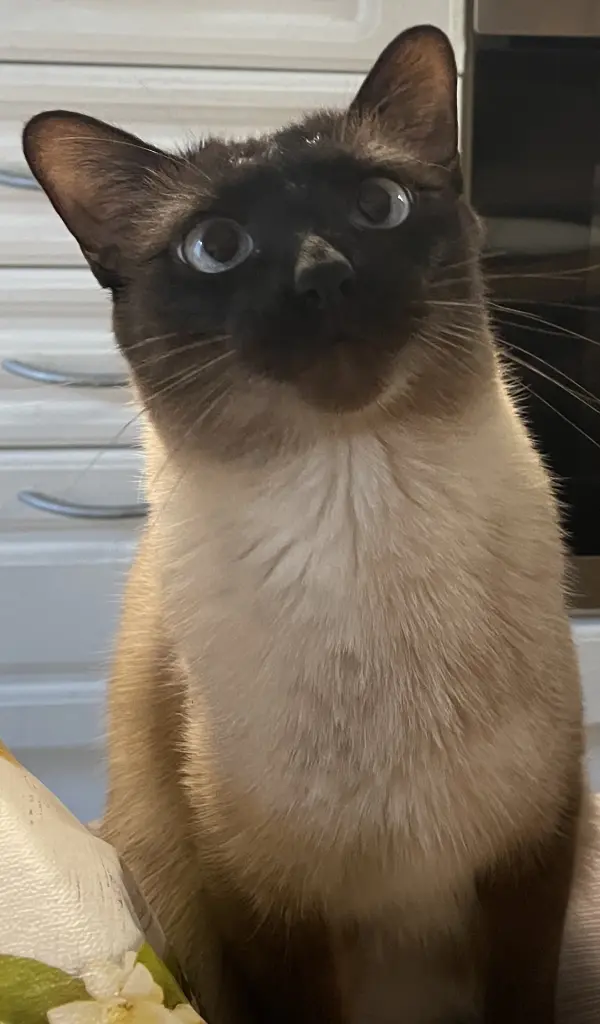 Immer interessiert an Guttis