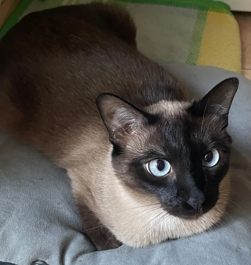 auch auf jedem Kissen liegt es sich gut