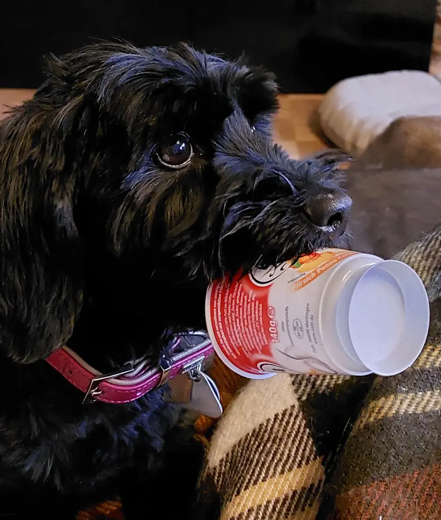 Bild von Prinzi (Berti)