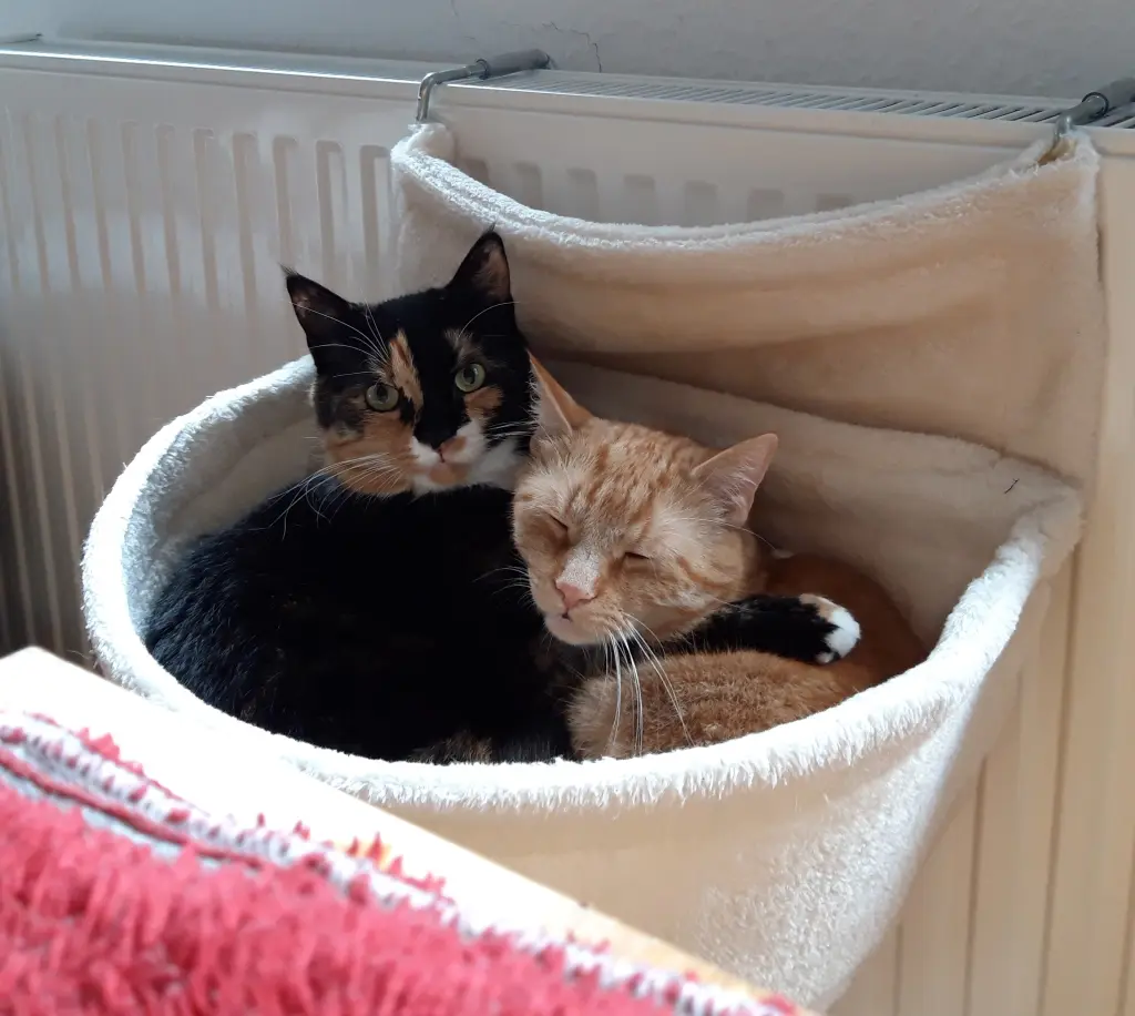 Milli und Simba